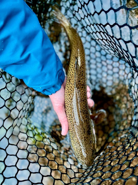 Fly of the Week with @anna_on_the_fly | Poison Tung